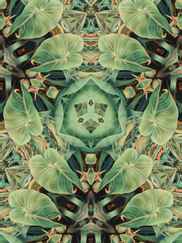 Kaleidoskop Bromelia