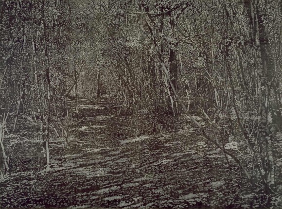 mfg franz gertsch waldweg ausblick nr7