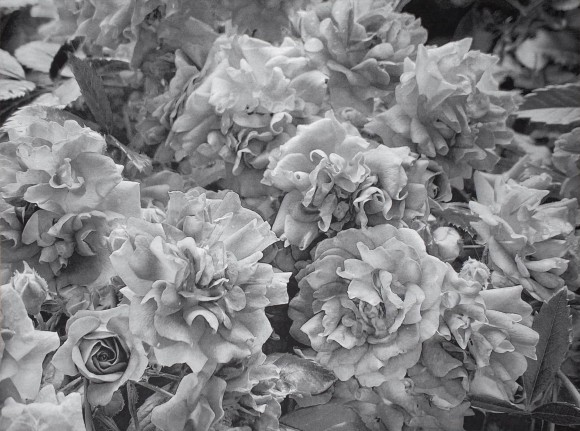 2026 04 04 084558  cw silverroses