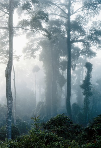 Danum Valley 08