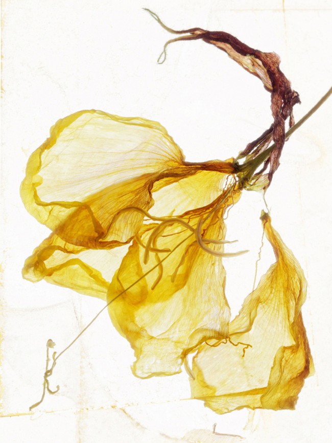 I CAN HEAR THE DEEP RASP OF YOUR LAUGHTER web Vorschau