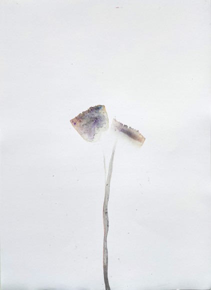 MG Dschungelergaenzungen 2020 1