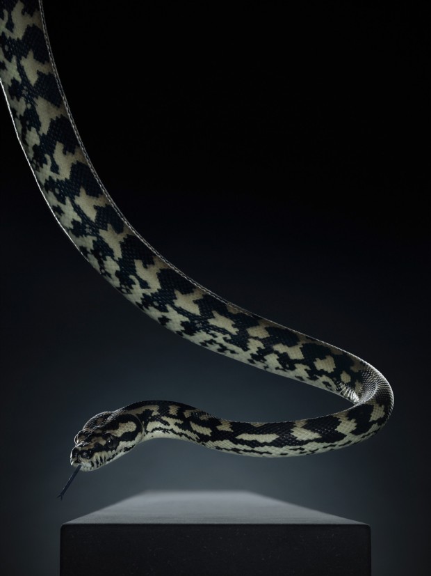 Peter Hebeisen Snake Serie Animals 2012 Peter Hebeisen