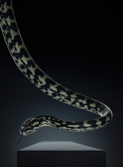 Peter Hebeisen Snake Serie Animals 2012 Peter Hebeisen