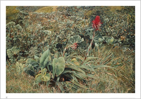 23 Bromelia Guadeloupe