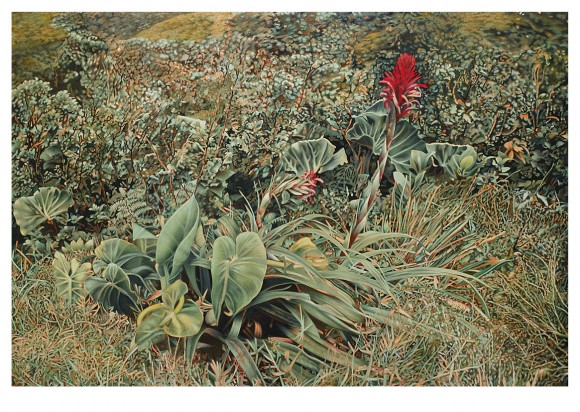 Franz Gertsch Bromelia Guadelupe 2012