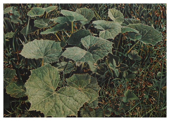 Franz Gertsch Pestwurz 201415