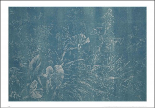 42 Bromelia 2015